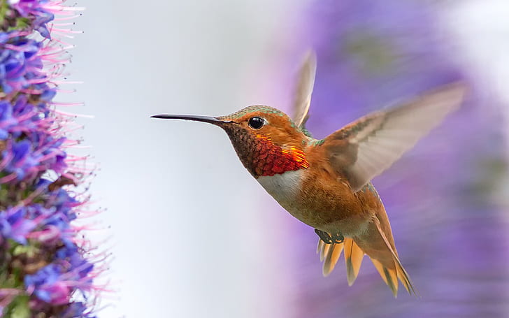 Colibrí volando, alas, flores, colibrí marrón, colibrí, volando, alas, flores, Fondo de pantalla HD