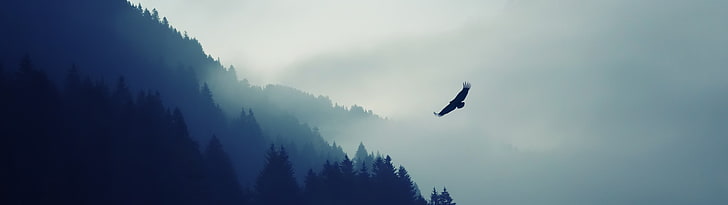 pájaro negro, paisaje, águila, pantalla múltiple, Fondo de pantalla HD