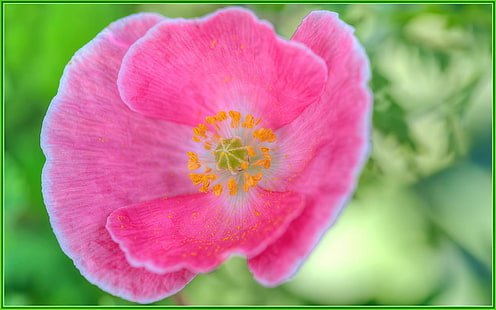 розово венчелистче цвете, венчелистче, цвете цвете, цветя, макро, боке, Sigma, HDR, Photomatix, природа, растение, цвете, розово Цвят, лято, цвете глава, близък план, красота в природата, ботаника, HD тапет HD wallpaper