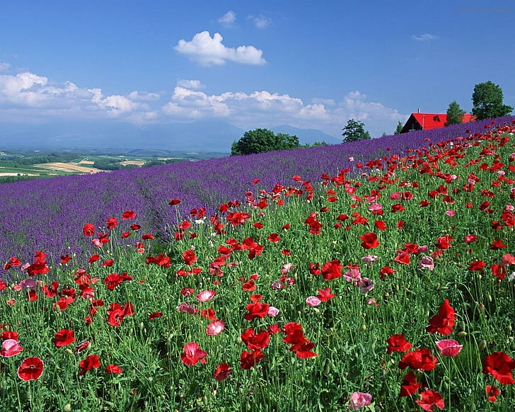 poppies, lavender, flowers, field, landscape, HD wallpaper