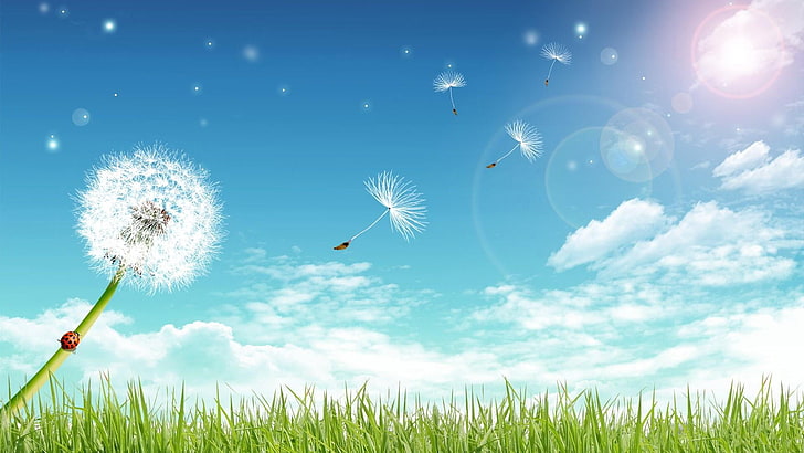 голубое небо, одуванчик, трава, божья коровка, лето, облако, луг, поле, небо, луга, солнечный свет, цветок, HD обои