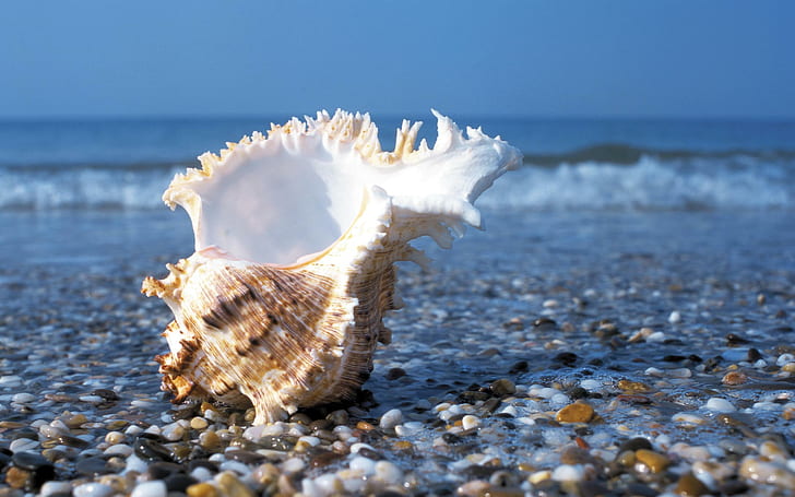 Морская ракушка Каменистый пляж, пляж, природа, морская ракушка, каменистый, HD обои