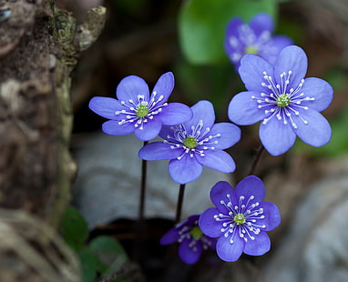 tilt lens photography of purple flower, hepaticae, tilt, lens, photography, purple flower, blue, flower  forest, spring, Canon EF, f/2.8, Macro, USM, Anemone hepatica, nature, flower, plant, purple, petal, flower Head, close-up, blossom, HD wallpaper HD wallpaper