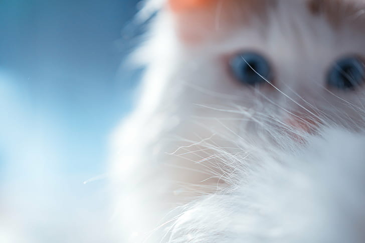 fotografía de primer plano de piel blanca de gatito, gato, gato, gato, pelo, fotografía de primer plano, gatito, blanco, piel, macro, lunes, todo vale, mascotas, animales, perros, lindo, mamífero, perro de raza pura, primer plano, mirando,perrito, Fondo de pantalla HD
