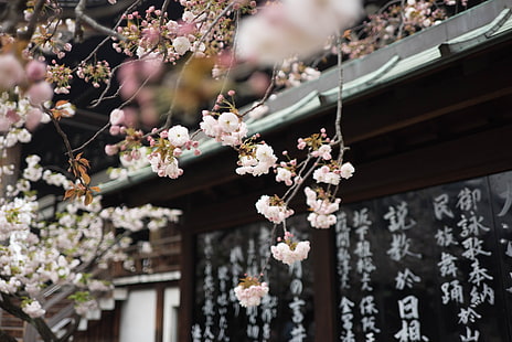 Japon, Galen Crout, fleur de cerisier, kanji, Fond d'écran HD HD wallpaper