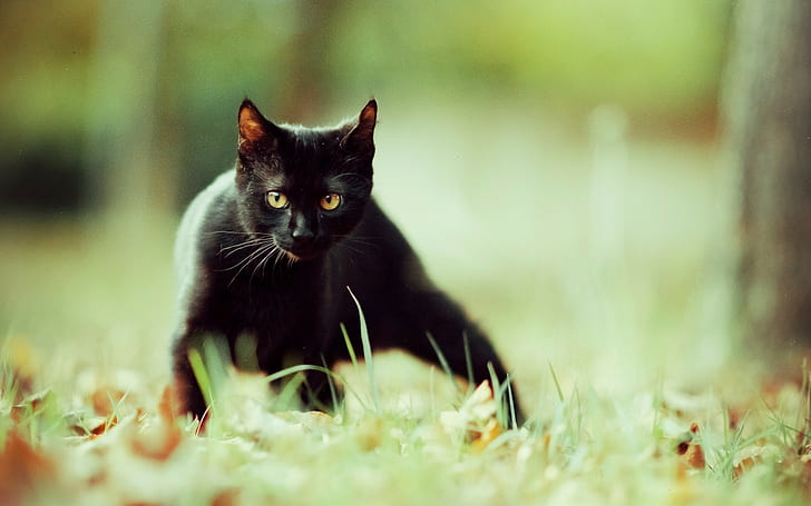 binatang, kucing, kucing hitam, Wallpaper HD