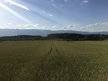 сельское хозяйство, кукуруза, поле, HD обои HD wallpaper
