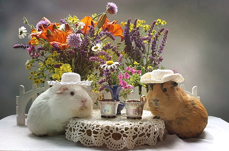 цветы, лилия, букет, шляпа, чашка, морская свинка, HD обои HD wallpaper
