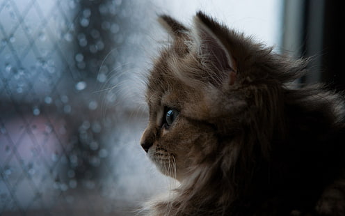 gattino marrone, gatto persiano arancione e bianco, gatto, bokeh, finestra, gocce d'acqua, animali, Ben Torode, viso, pioggia, Sfondo HD HD wallpaper
