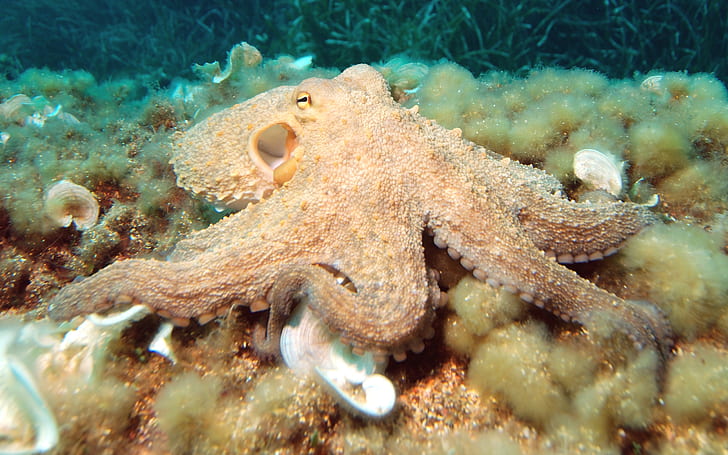 Octopus Vulgaris-Sea Criatura-Desktop HD Wallpapers 2560 × 1600, Fondo de pantalla HD