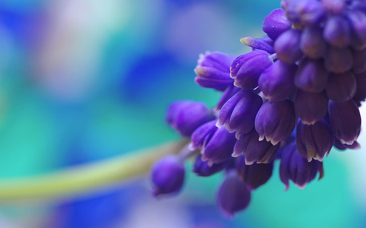 purple flowers, purple flowers, flowers, nature, muscari, macro, HD wallpaper