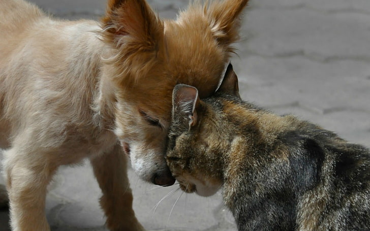 ลูกสุนัขสีน้ำตาลและแมวสีน้ำตาลและสีดำสัตว์สุนัขแมวสันติภาพ, วอลล์เปเปอร์ HD