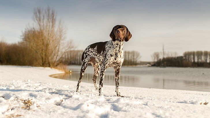 Alman shorthaired ibre tatlı köpek resmi, HD masaüstü duvar kağıdı