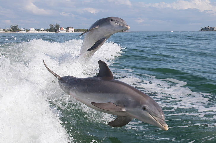 Animal, Dolphin, HD wallpaper