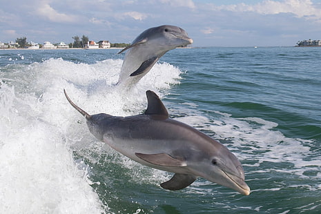 Tier, Delphin, HD-Hintergrundbild HD wallpaper