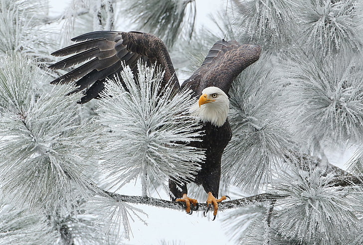 black and white eagle, winter, bird, branch, hawk, bald eagle, HD wallpaper