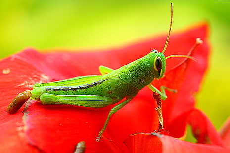 flower, grig, grasshopper, red, green, insects, HD wallpaper HD wallpaper