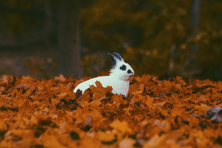 white and black rabbit, rabbit, autumn, foliage, HD wallpaper
