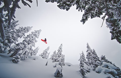 tessile floreale bianco e nero, neve, snowboard, alberi di pino, Sfondo HD HD wallpaper