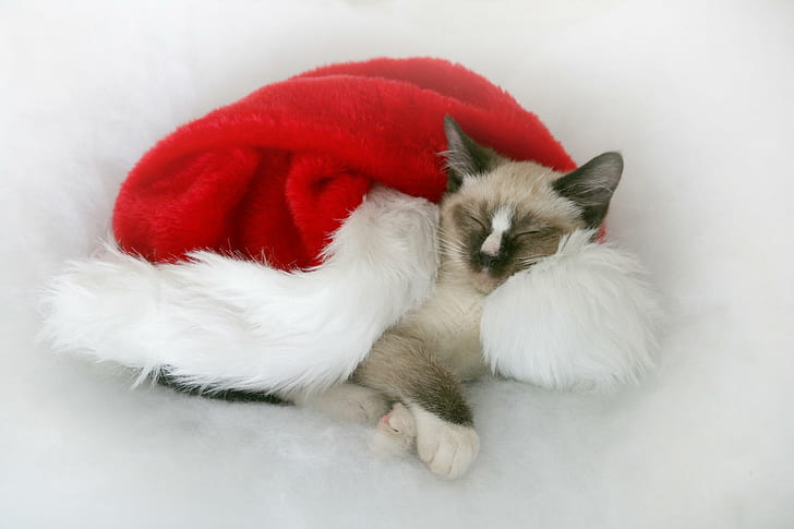 Рождественская кошка, сиамская кошка, рождество, животные, HD обои