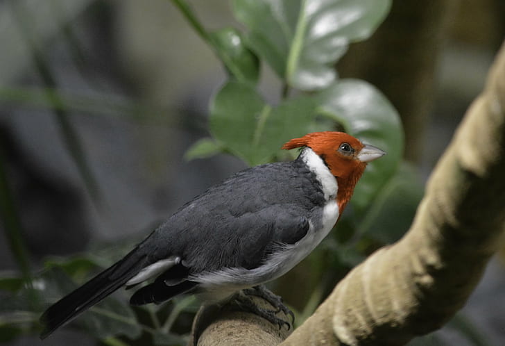 foto av svartvitt fågel på brun trädstam, Red Crested Cardinal, foto, svartvitt, vit fågel, brun, trädstam, NGC, fågel, natur, djur, djurliv, fjäder, näbb, HD tapet