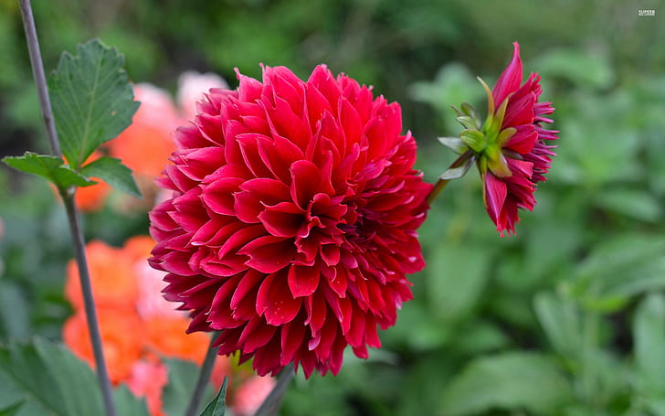 زهور ، داليا ، 2560 × 1600 ، زهرة الداليا ، أزهار 4K، خلفية HD