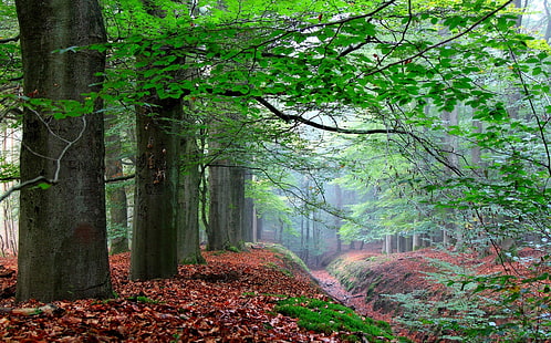bosque, camino, naturaleza, paisaje, HD-Hintergrundbild HD wallpaper