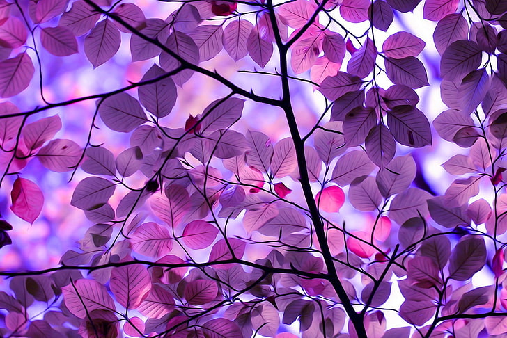 purple leafed tree illustration, photo of purple flowering tree, nature, trees, pink, branch, leaves, digital art, HD wallpaper