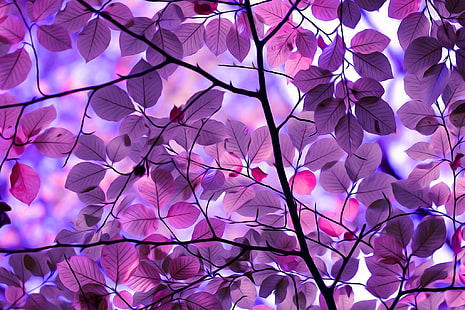 purple leafed tree illustration, photo of purple flowering tree, nature, trees, pink, branch, leaves, digital art, HD wallpaper HD wallpaper