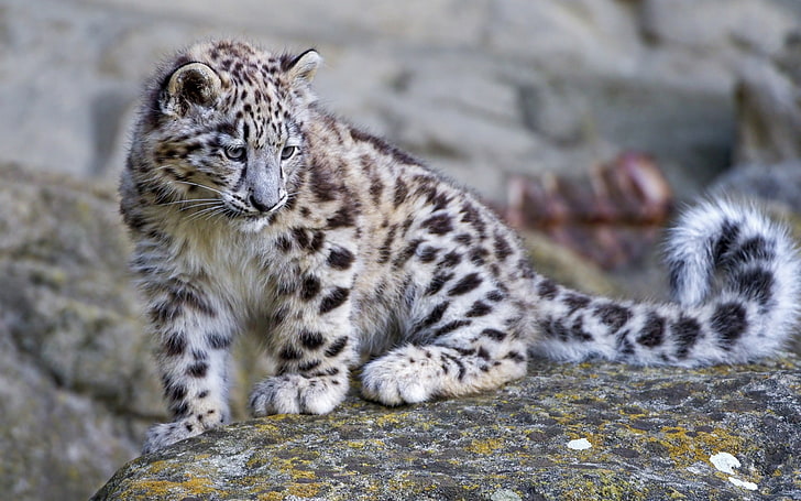 baby, leopard, felsbrocken, schnee, HD-Hintergrundbild