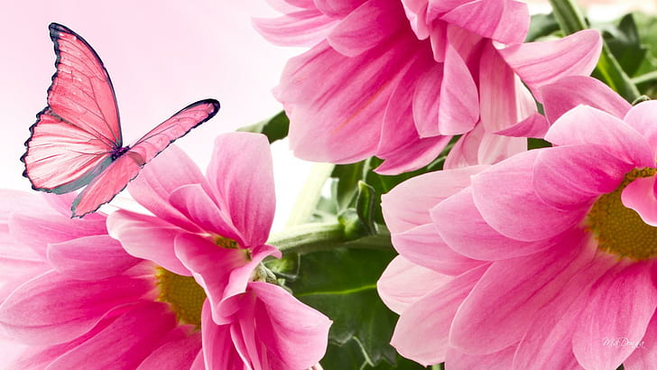 Pink Mums So Bright, папильон, осень, ярко, флерс, бабочка, розовый, цветы, лето, маргаритка, осень, природа и пейзажи, HD обои