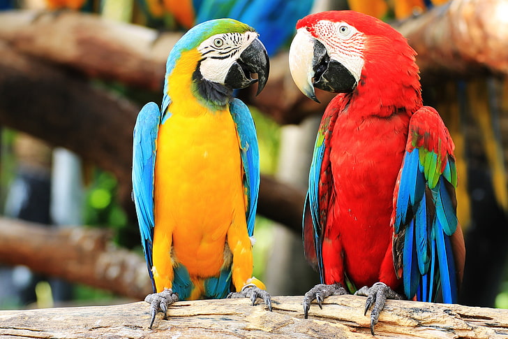birds, couple, macaw, parrot, HD wallpaper