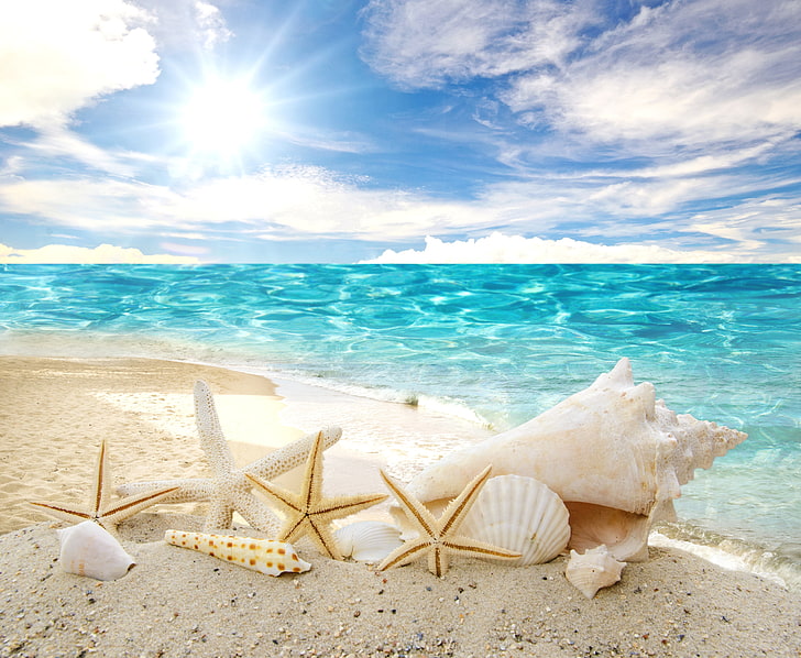 bintang laut, keong, dan kerang kerang, pasir, laut, pantai, matahari, bintang, kerang, musim panas, sinar matahari, kerang, bintang laut, Wallpaper HD