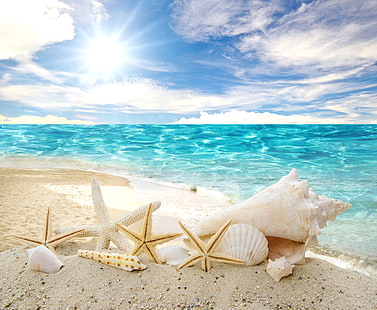морские звезды, раковины и моллюски, песок, море, пляж, солнце, звезды, ракушка, лето, солнце, ракушки, морские звезды, HD обои HD wallpaper