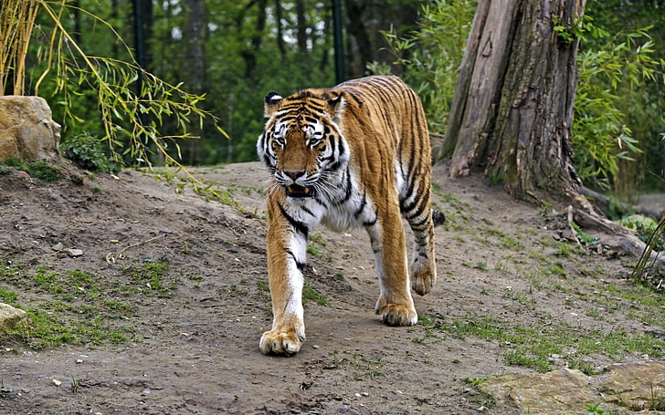 tigre adulto, animais, tigre, grandes felinos, HD papel de parede