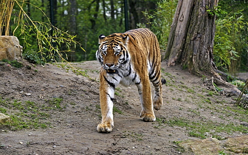 tigre adulto, animais, tigre, grandes felinos, HD papel de parede HD wallpaper