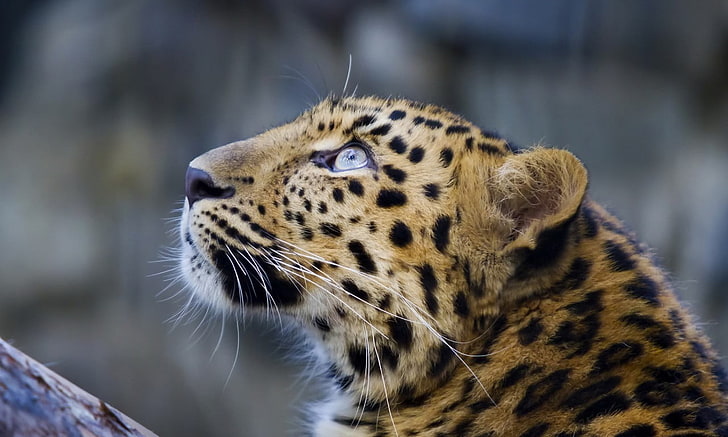 tan und schwarzer Leopard, Tiere, Leopard, große Katzen, HD-Hintergrundbild