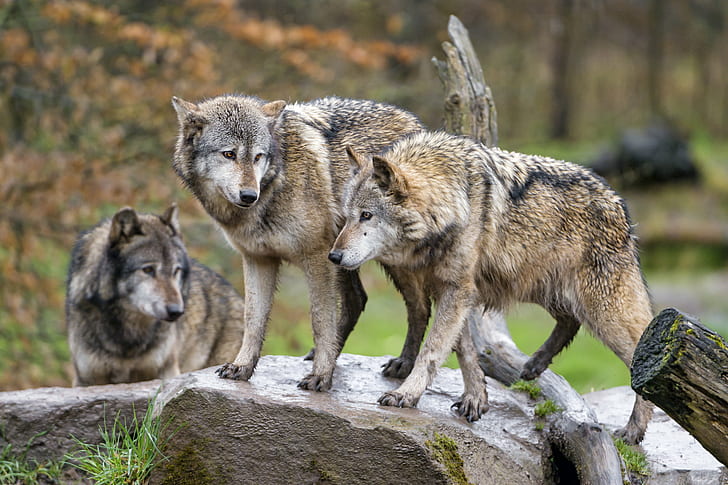 three gray Wolves in rock, gray Wolves, rock, together, females, branch, wood, tree, brown, european  wolf, canine, canid, dog, parc, animalier, park, sainte croix, zoo, france, nikon  d4, wolf, gray Wolf, carnivore, wildlife, animal, nature, mammal, HD wallpaper