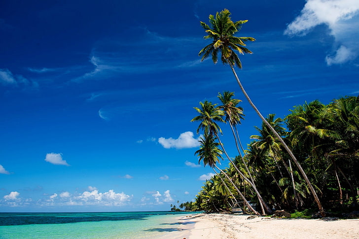 녹색 코코넛 야자수와 바다 자연 사진, 모래, 바다, 해변, 열대, 야자수, 작은 옥수수 섬, HD 배경 화면