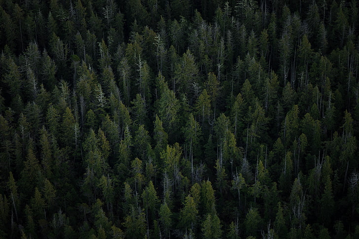 зеленые сосны, деревья, вид сверху, лес, HD обои
