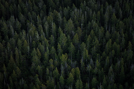 أشجار الصنوبر الخضراء ، الأشجار ، المنظر العلوي ، الغابات، خلفية HD HD wallpaper