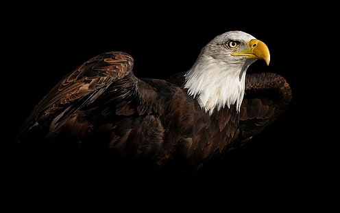птицы, животные, чёрный фон, белоголовый орлан, HD обои HD wallpaper