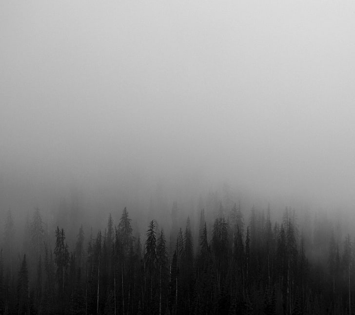 борови дървета, дървета, мъгла, природа, монохромен, HD тапет