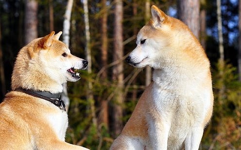 erwachsener Shiba Inu, Akita Inu, Paar, Hund, Unterhaltung, HD-Hintergrundbild HD wallpaper