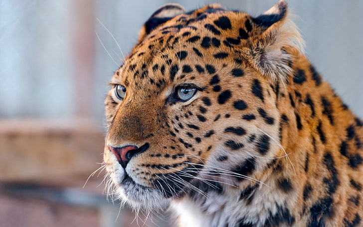 brun leopard, leopard, ansikte, prickig, rovdjur, HD tapet