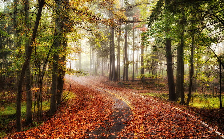 Autumn road in forest, road, forest, Autumn, Nature, landscape, HD wallpaper