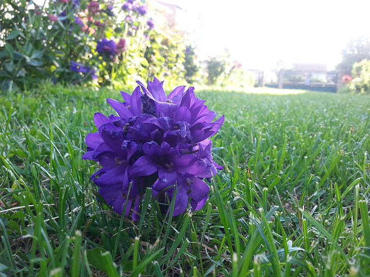 Purple flower in grass, purple flower, purple, flower, green, grass, HD wallpaper