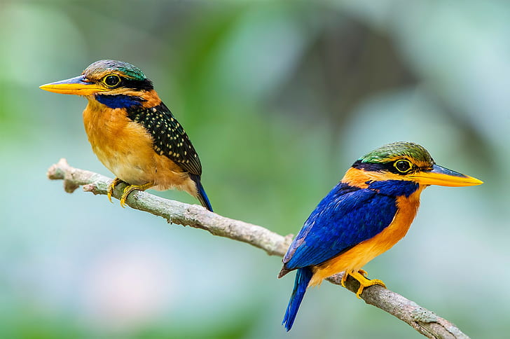 Couple birds kingfisher, 2 blue black and yellow bird, Bird, kingfisher, beak, branch, couple, feathers, tail, HD wallpaper