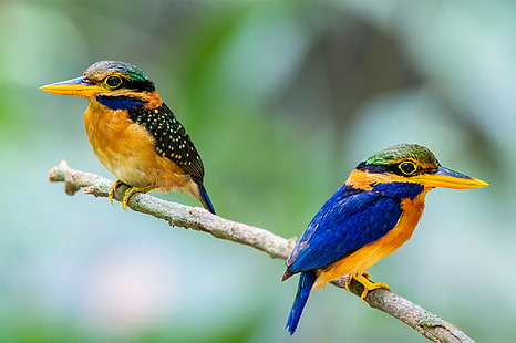 นกกระเต็นคู่, นกสีน้ำเงินดำและเหลือง 2 ตัว, นก, นกกระเต็น, จะงอยปาก, กิ่งไม้, คู่, ขน, หาง, วอลล์เปเปอร์ HD HD wallpaper