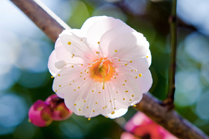 white petaled flower close up photo, japanese apricot, plum, japanese apricot, plum, Japanese Apricot, Plum Blossom, close up, photo, Kanagawa, Yokohama, Winter, Tree, Flower, Macro, Pink, Nikon AF, NIKKOR, f / 1, 8G, HD wallpaper